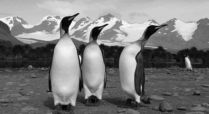Pinguine schauen in die Ferne